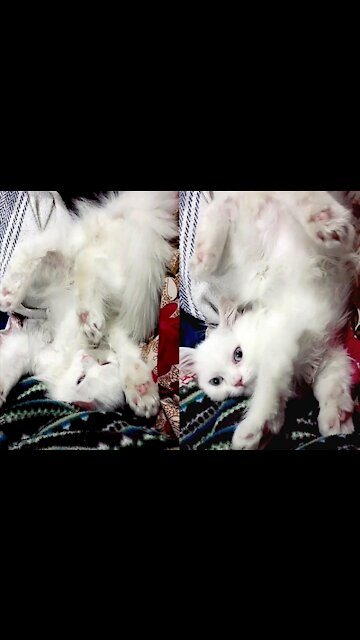 "Rare Seen" Kitten Became Statue