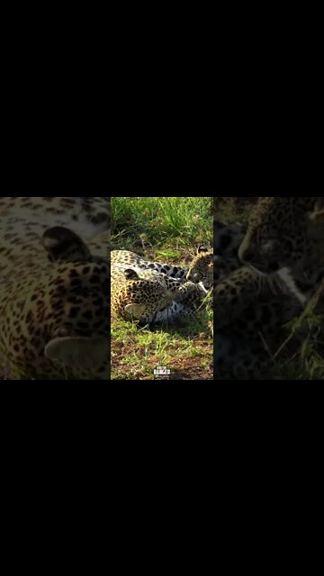 Leopards Play | Saturday #shorts | #giveityourbestshort