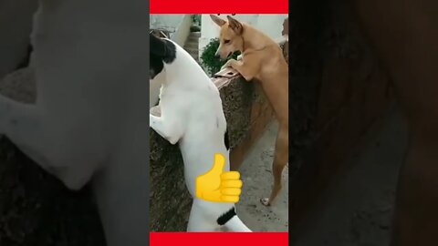 cães curiosos 😂