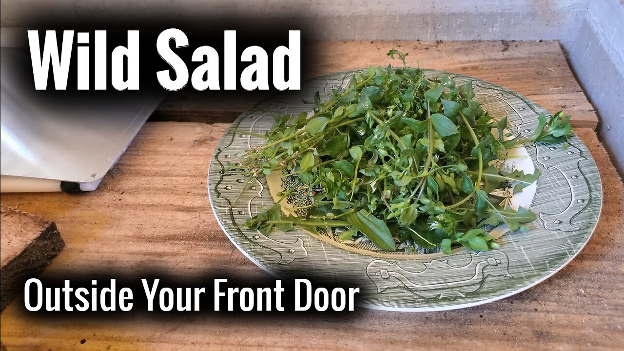 Backyard Fieldcraft: Wild Salad Outside Your Front Door