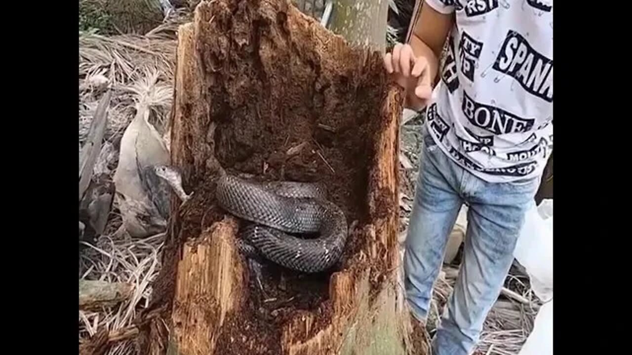 Amazing Snake Catching by Hand