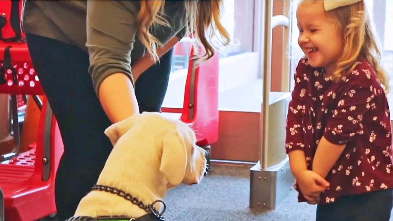 Darla the Dogo Argentino Training Towards the AKC's Urban Canine Title at Six Months [GUWD#14]