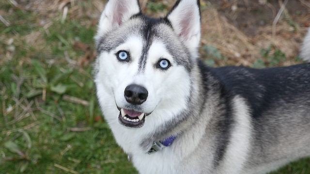 Dogs see their yard for the first time