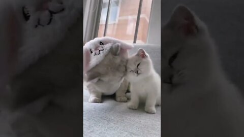 🐾😻😻🐾