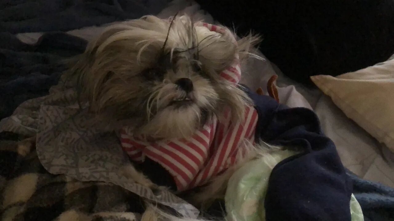 Visiting Pap & Mom with My Shih Tzu Puppies🐾🐶