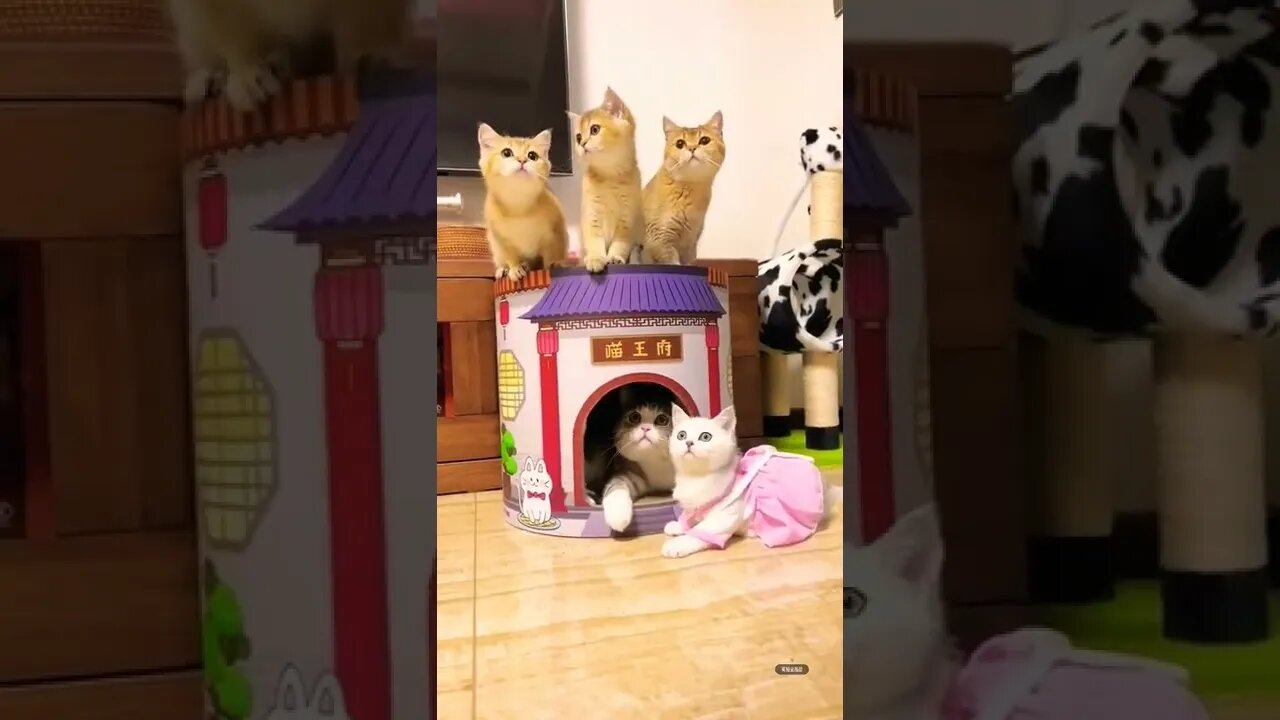 So Cute Cats play time moments ||😽😻🥰 #shorts #shortsfeed #cutecats