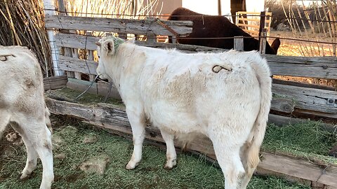 Weaning Steers