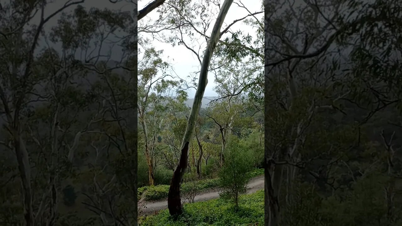 Beautiful Adelaide Hills | Intrepids