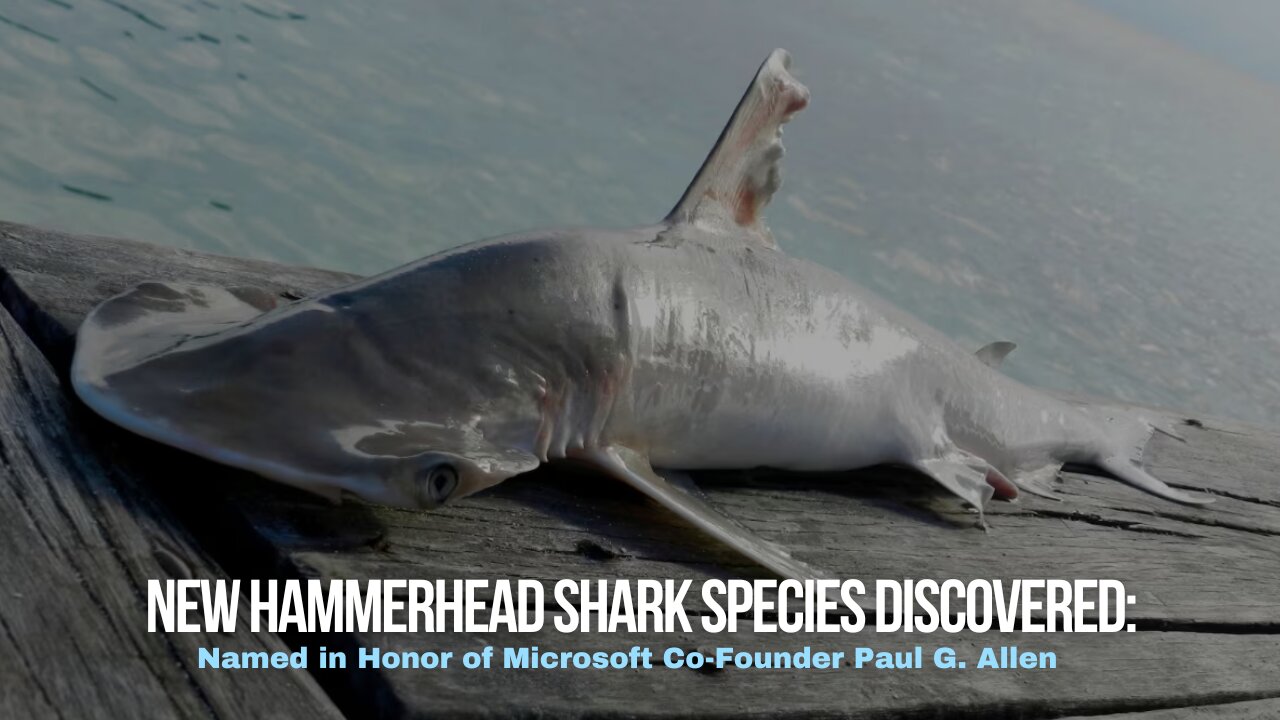 New Hammerhead Shark Species Discovered, Named in Honor of Microsoft Co-Founder Paul G. Allen