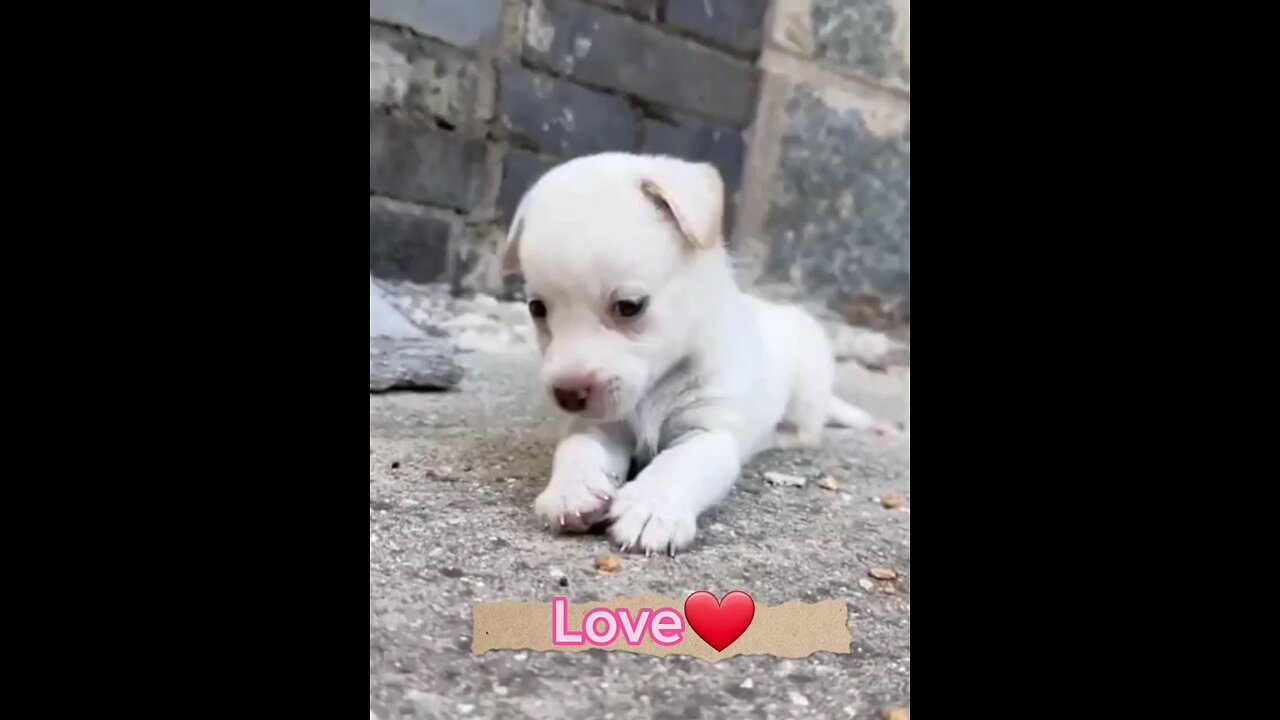 Cute 🥰🥰 Puppy 🐕.A beautiful moment 😍😍