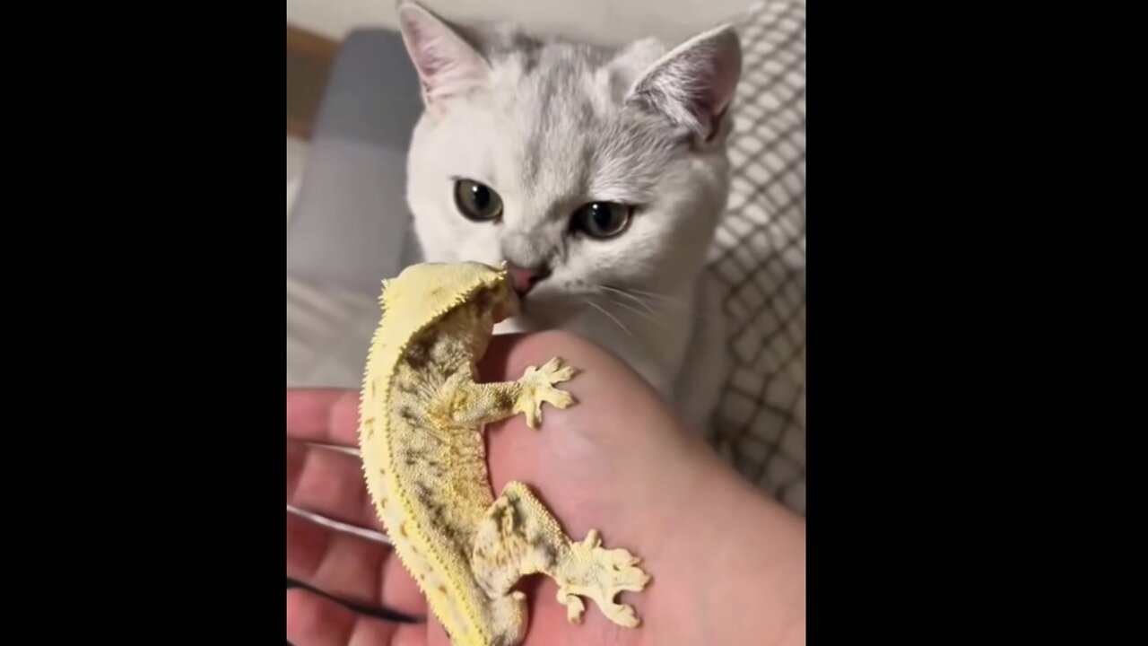 Funny and cute cats and dogs viral 🤣🤣🤣