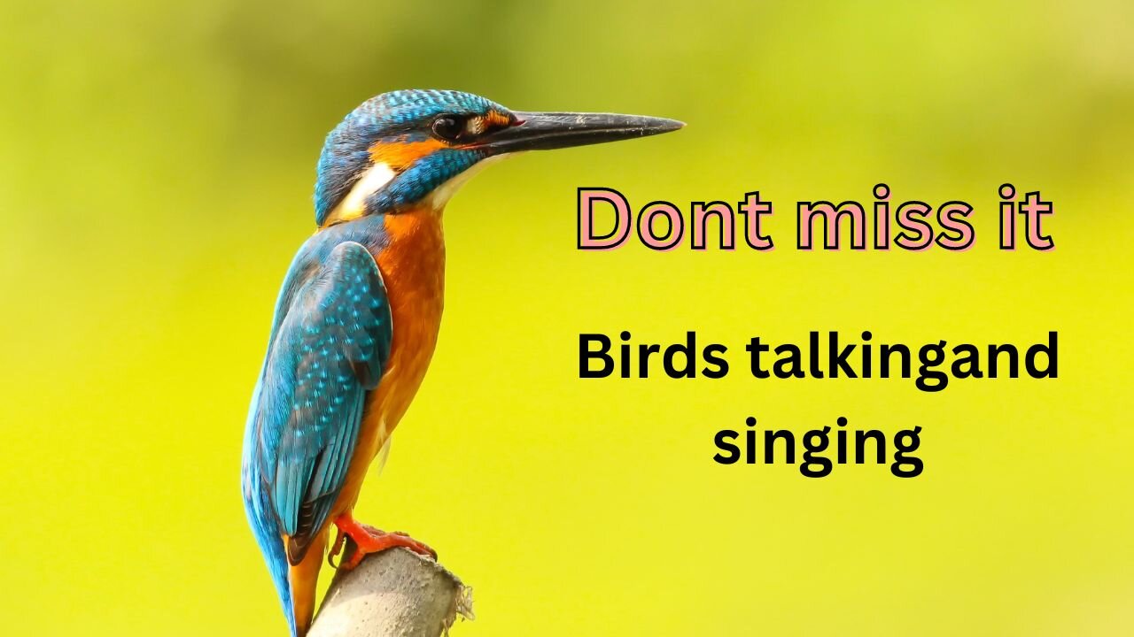 Funny birds talking and singing video