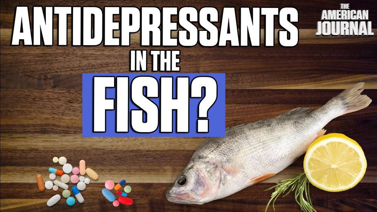 Fish Off Florida Coast Test Positive For Antidepressants