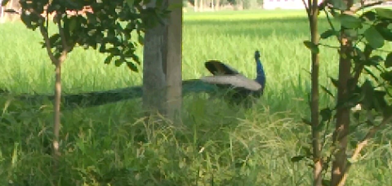 forest Peacock