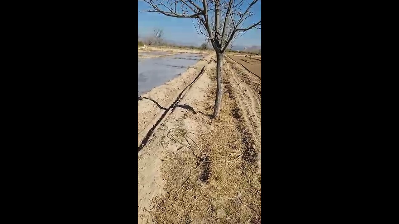 ￼ Regando la tierra para preparar ￼siembra