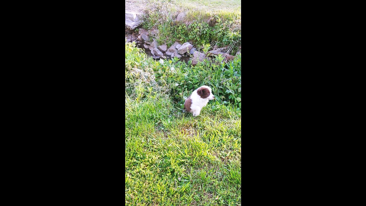 silkie rooster drinking