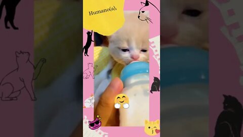 #Cute 🍼😻 #shorts #youtubeshorts #cats #gatosengraçados #viraltiktok #tiktok #cat