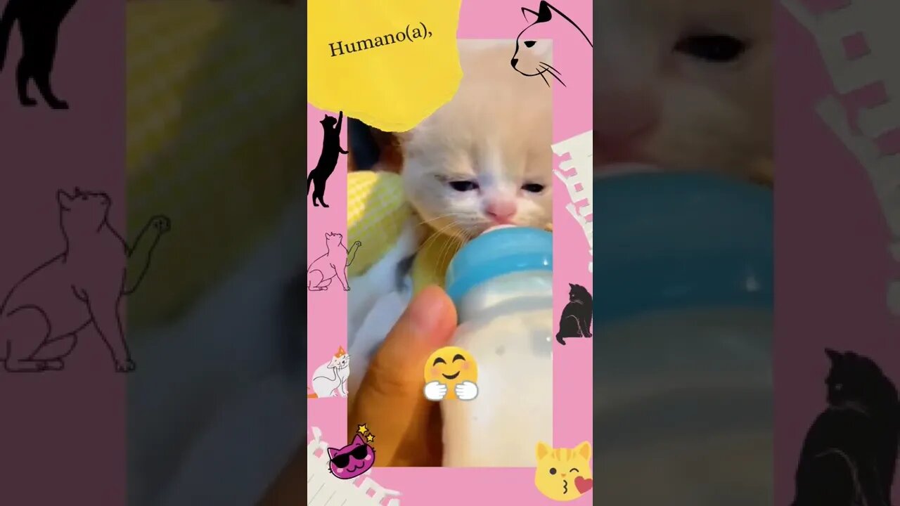 #Cute 🍼😻 #shorts #youtubeshorts #cats #gatosengraçados #viraltiktok #tiktok #cat