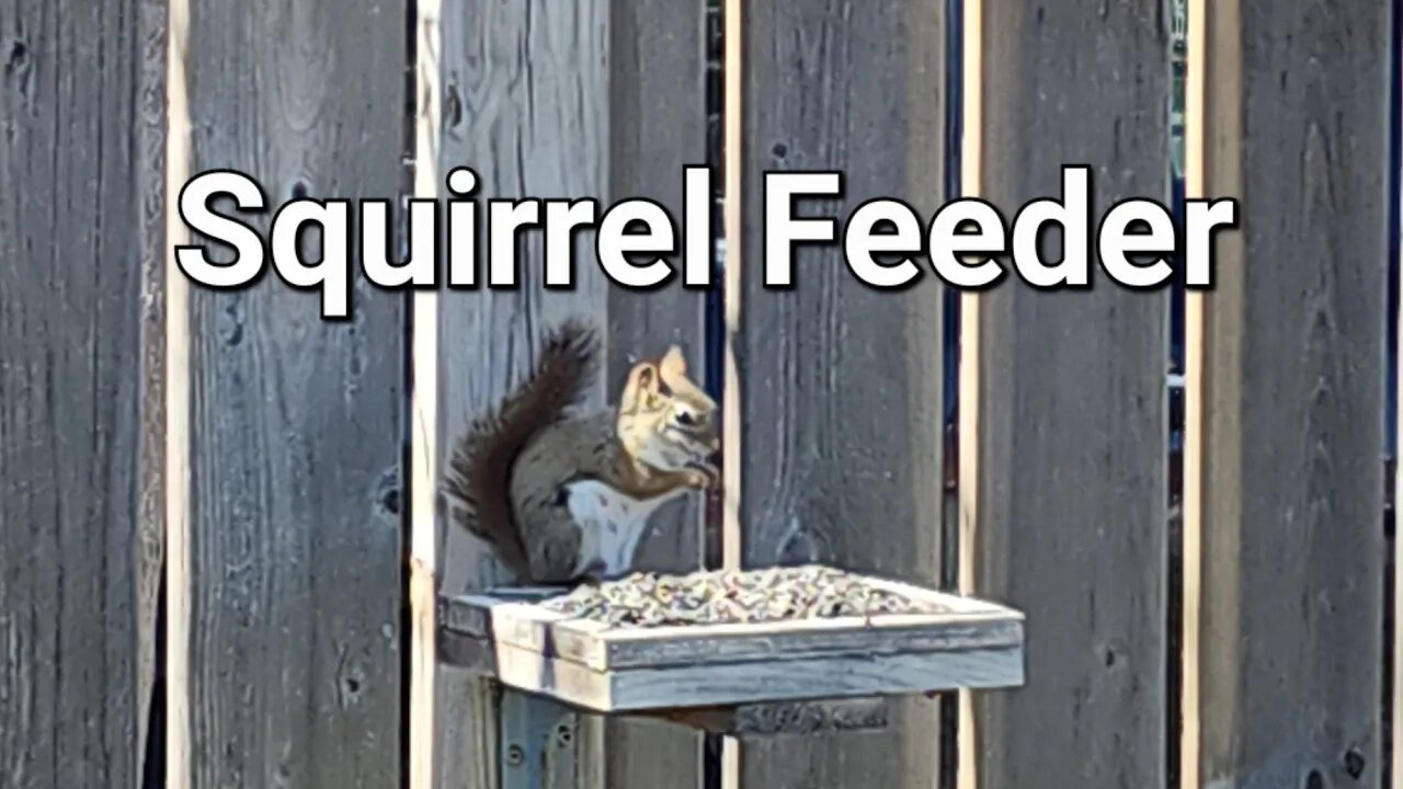 Squirrel Feeder