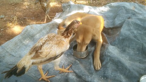 dog friend hens