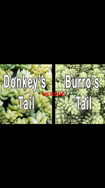 Burros tail versus Donkey’s tail How to tell them apart #succulent #gardening #shorts
