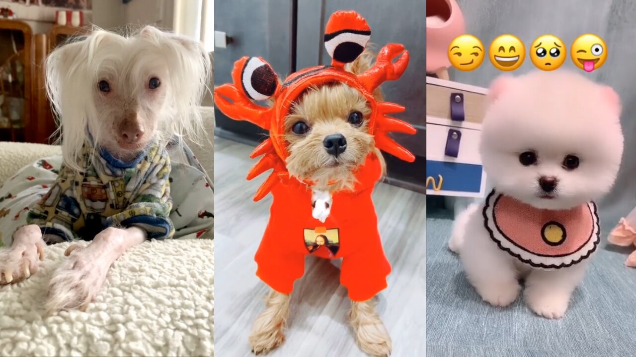 TikTok Pets | Funny Animals that Will Cheer You Up #5 😂 (Hilarious)