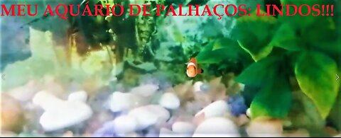 MY CLOWN AQUARIUM: BEAUTIFUL!!!