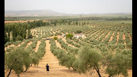 103024 Faultline Grace -Obama is the enemy of the olive trees, who are identical