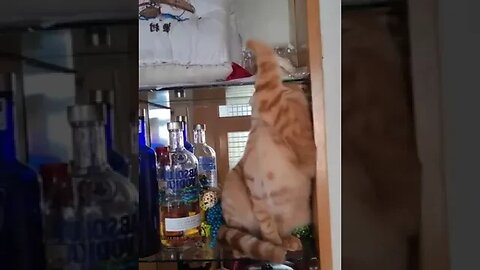 Ataque Miau Miau 😃😸
