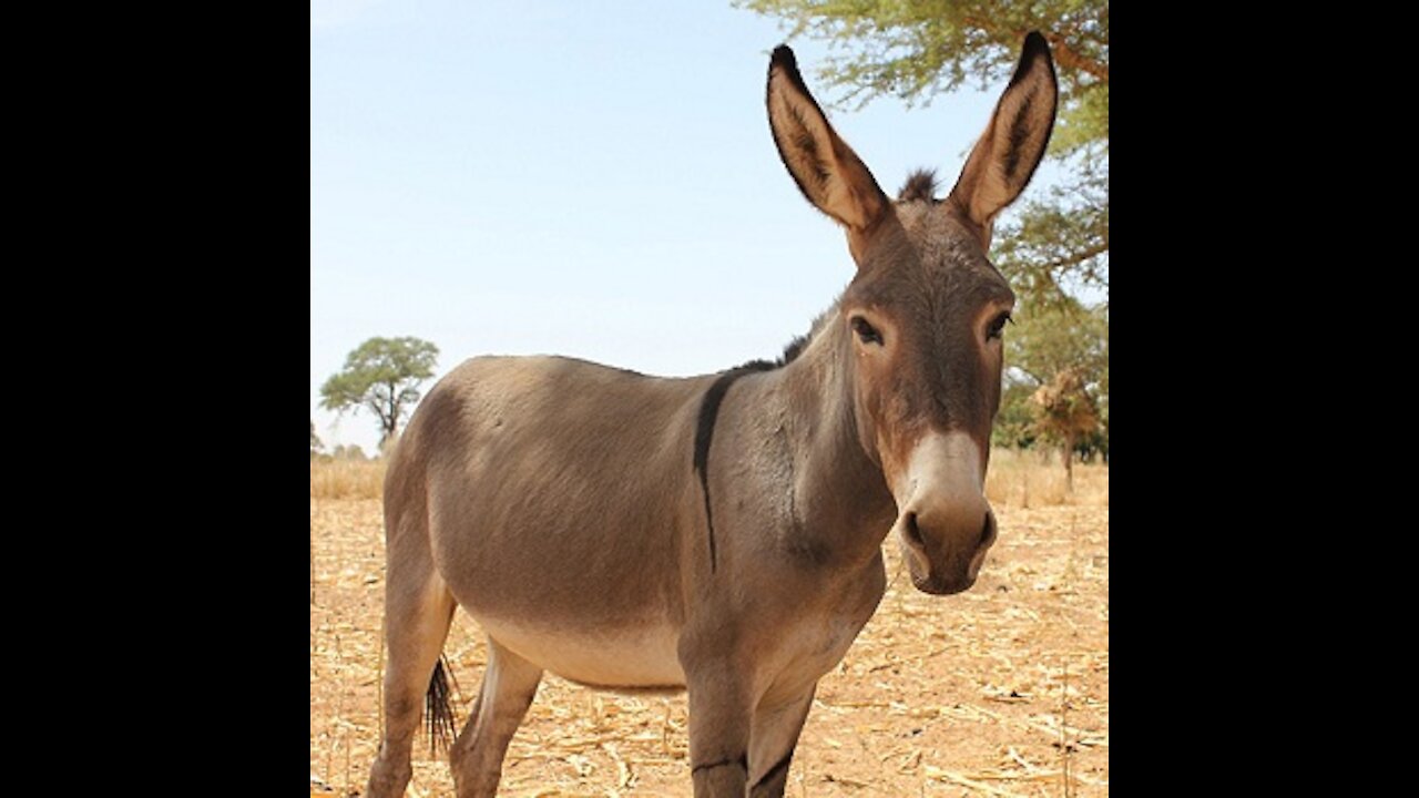 The bastard donkey saw what it did to its owner in the race