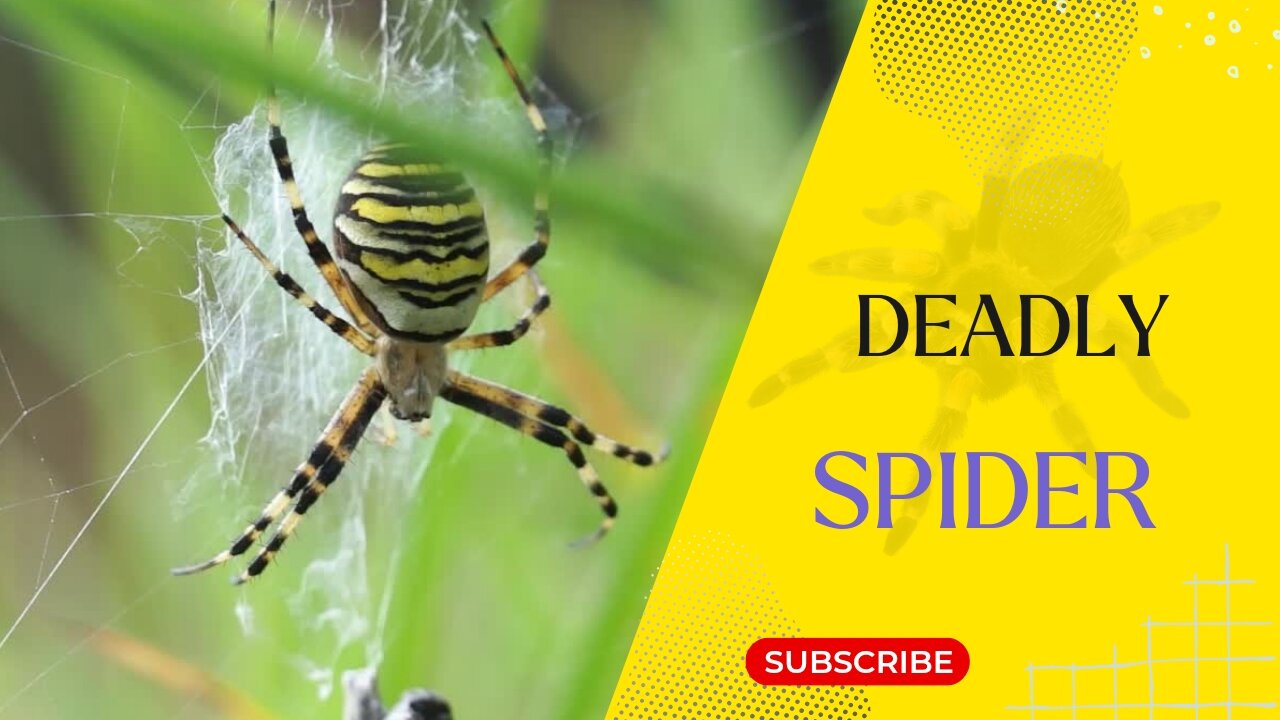 Nature's Top 5 Deadly Spiders #facts #nature