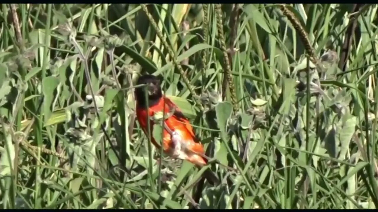 pintassilgo venezuelano ( Tarim ) Red Siskin na natureza