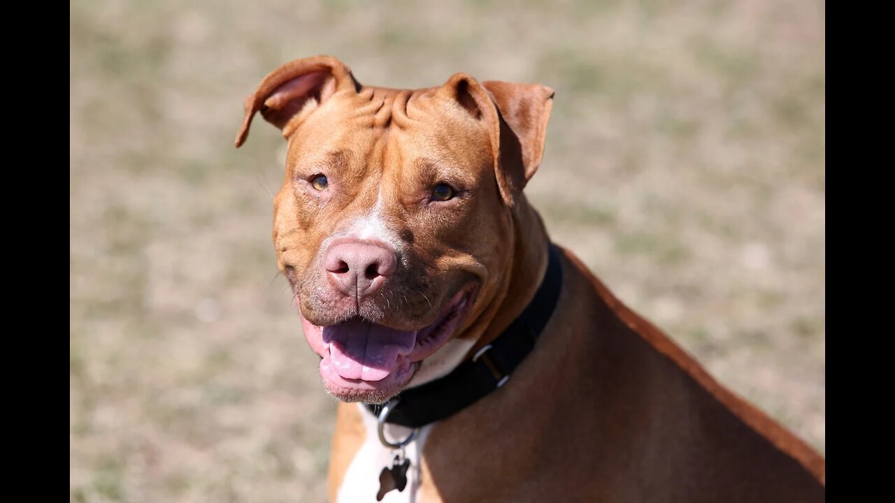 FINALLY 100% VEGETARIAN (HOME MADE) DAILY FOOD FOR YOUR DOG WITH 100% RESULTS TESTED FOR 3 MONTHS