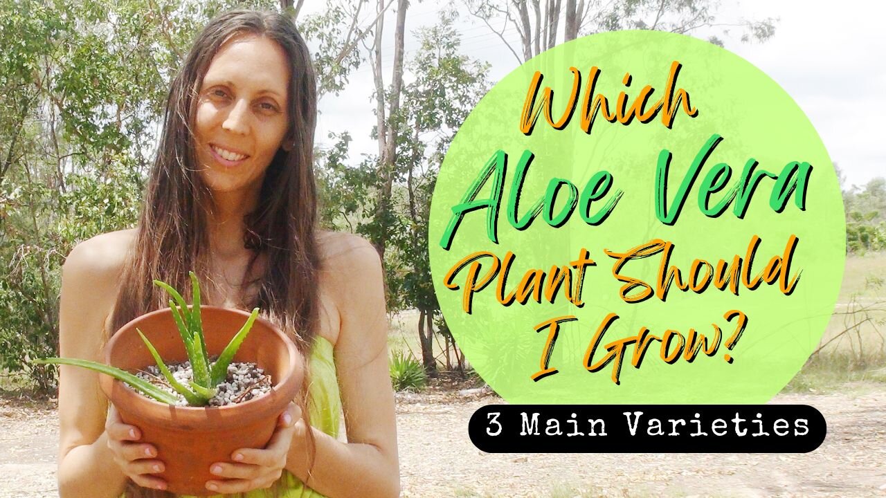 Which Aloe Vera Plant Should I Grow? MUST KNOW TIPS, 3 Main Varieties