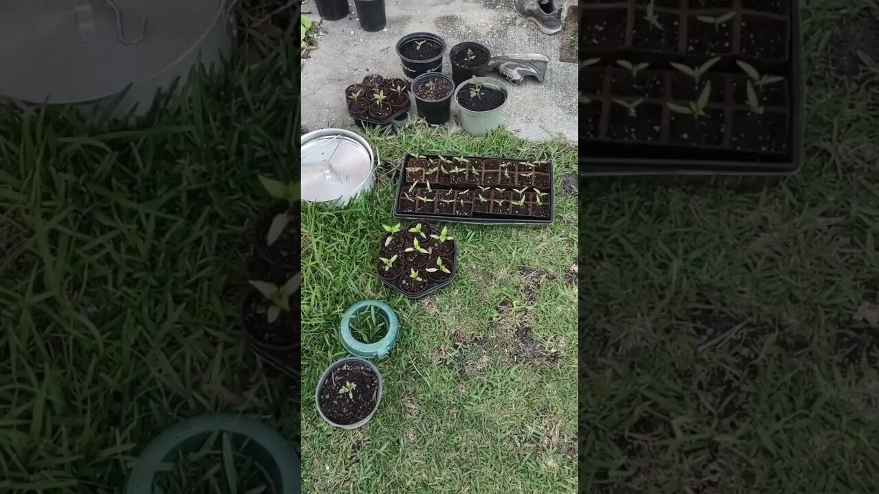 Day 1 Garden 3 5 23