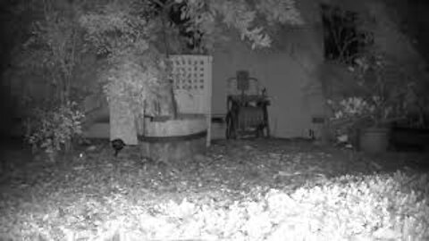 Rats Climbing Orange Tree
