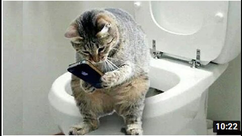 Funny pet & cat