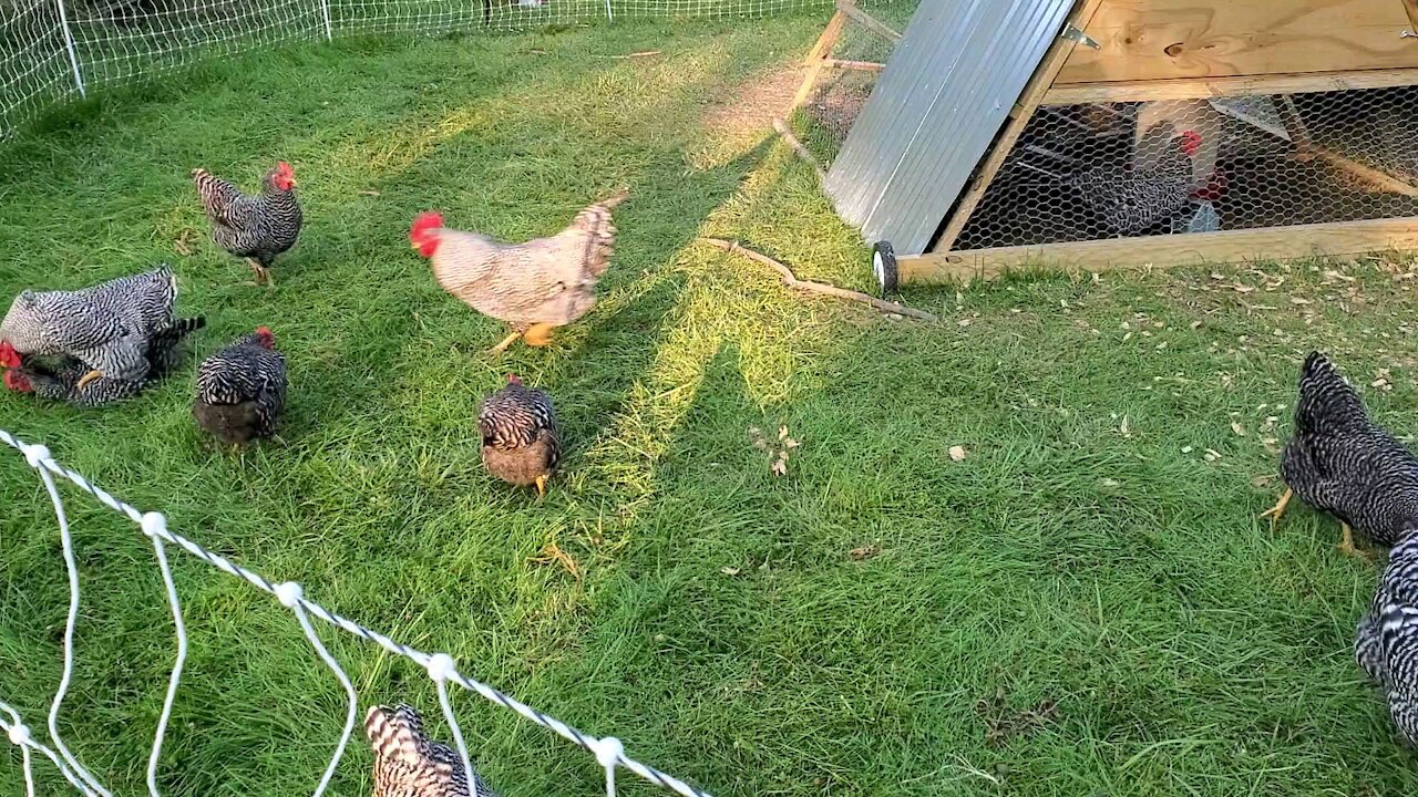 Our Full Grown Barred-Rock Chickens