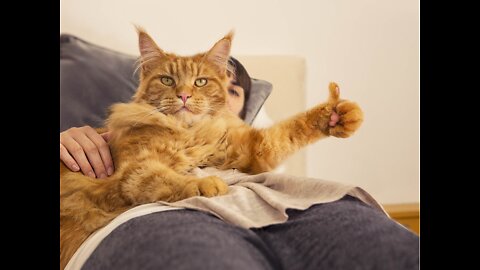 The Best and Worst Ways to Train Your Cat