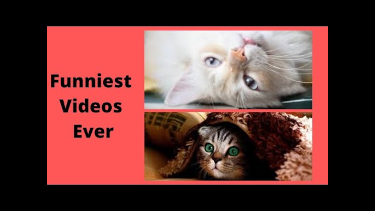 Cute Pets and Funny Animals Compilation #25 - Funniest Videos Ever