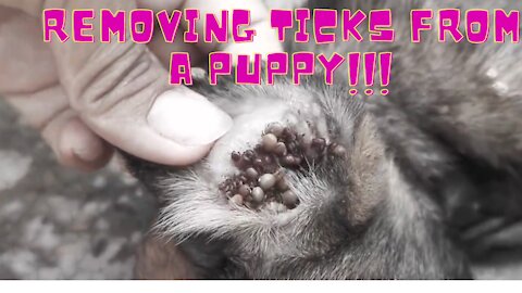 Help Dog From Ticks!!! How to Remove Ticks from Puppy