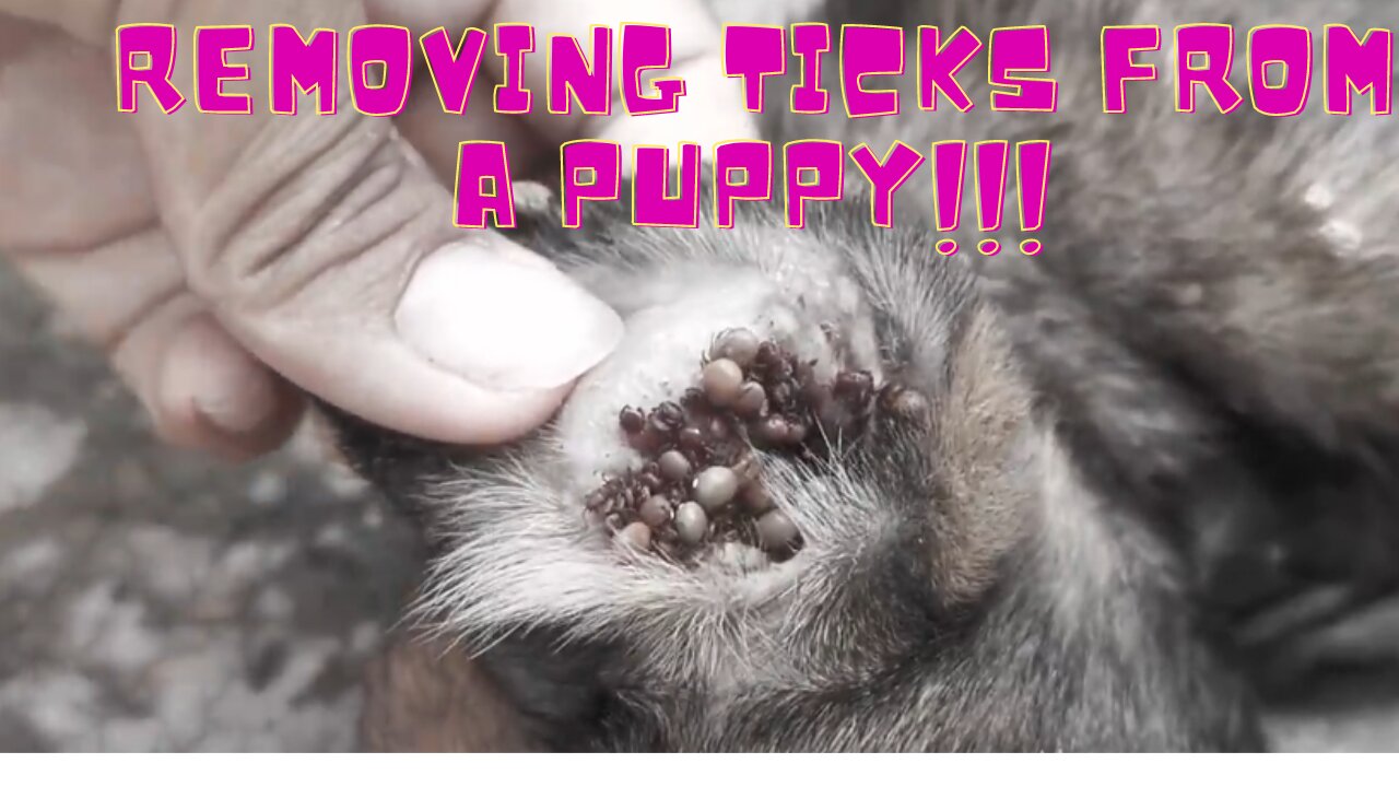 Help Dog From Ticks!!! How to Remove Ticks from Puppy