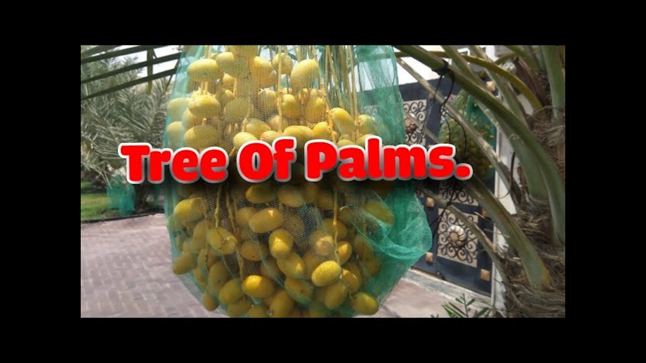 Tree of Palms