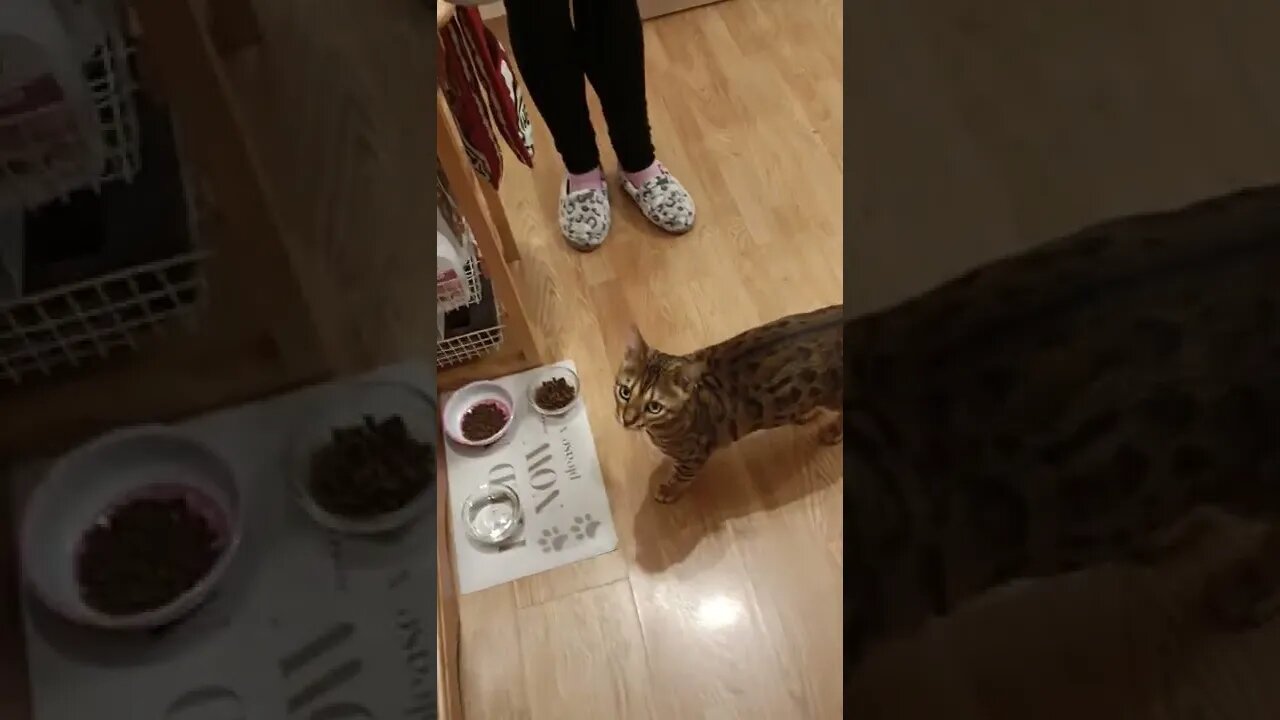 Bengal cat politely sits for chicken #bengalcat #cattraining #cattricks