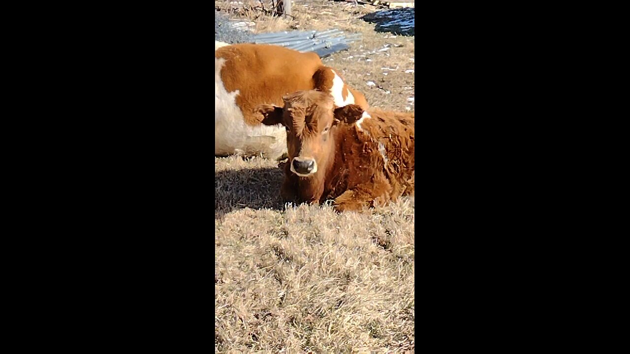 Just saying hi to the mamma cow and calves. Big spoiled calves.