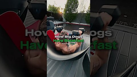 Andrew Tate's Big Dog Breakfast