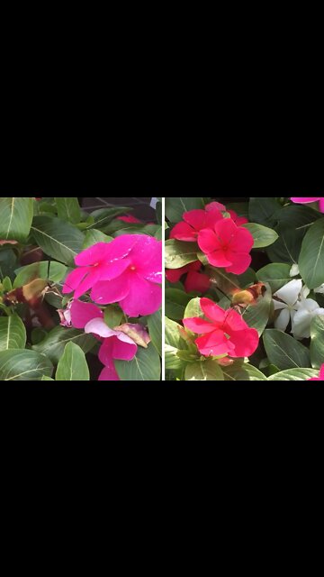 Amazingly rare footage of an actual sugar plum fairy