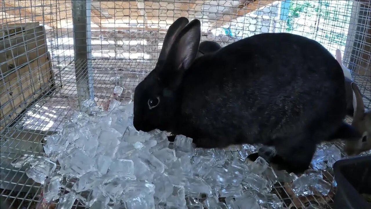 How To Keep Farm Animals Cool When its HOT!