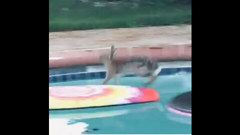 Crazy Bunny