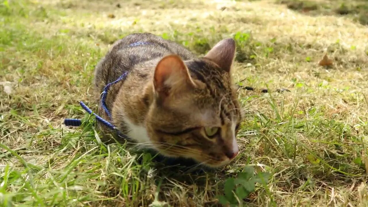 Puss in Boots Relaxes on a Meadow